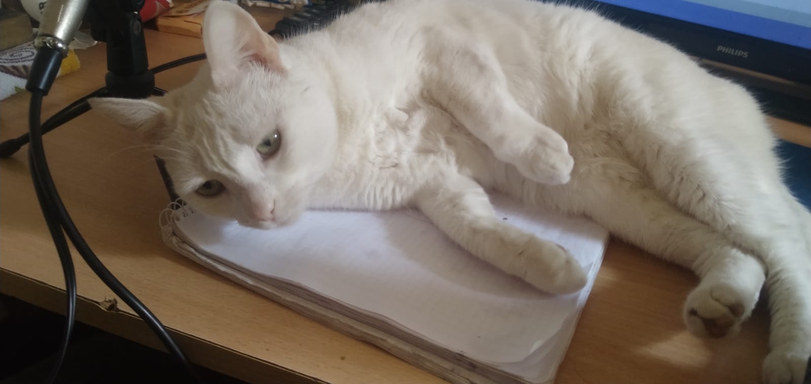 foto de una gata albina acostada en un escritorio